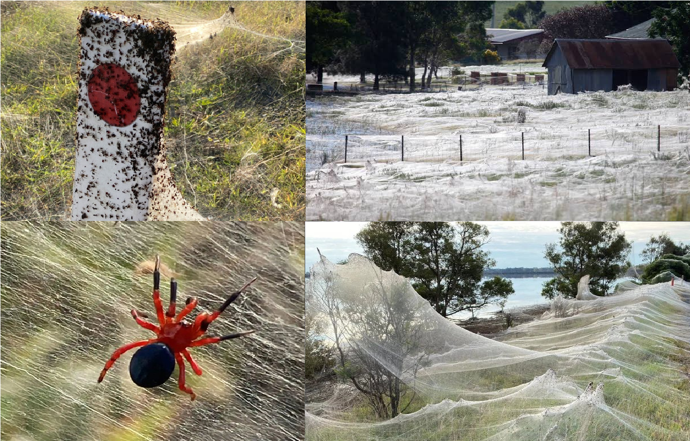 Spider apocalypse' hits Australia covering countryside in eerie blankets of  cobwebs after biblical mouse plague